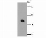 GPX4 Antibody in Western Blot (WB)