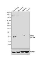 GPX4 Antibody in Western Blot (WB)