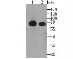 N-WASP Antibody in Western Blot (WB)