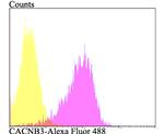 CACNB3 Antibody in Flow Cytometry (Flow)