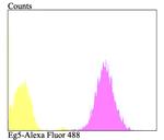 KIF11 Antibody in Flow Cytometry (Flow)