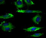 KIF11 Antibody in Immunocytochemistry (ICC/IF)