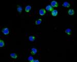 CD42b Antibody in Immunocytochemistry (ICC/IF)