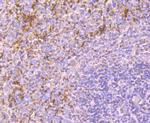 CD42b Antibody in Immunohistochemistry (Paraffin) (IHC (P))