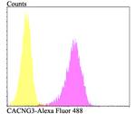 CACNG3 Antibody in Flow Cytometry (Flow)