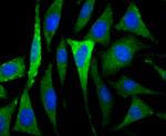 CACNG3 Antibody in Immunocytochemistry (ICC/IF)