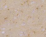 CACNG3 Antibody in Immunohistochemistry (Paraffin) (IHC (P))