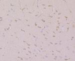 CNGA2 Antibody in Immunohistochemistry (Paraffin) (IHC (P))