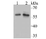 NFIC Antibody in Western Blot (WB)