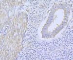 CaV1.2 Antibody in Immunohistochemistry (Paraffin) (IHC (P))