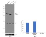 HEC1 Antibody in Western Blot (WB)