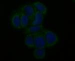 MCU Antibody in Immunocytochemistry (ICC/IF)