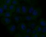 MCU Antibody in Immunocytochemistry (ICC/IF)