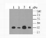 MCU Antibody in Western Blot (WB)