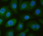 NRCAM Antibody in Immunocytochemistry (ICC/IF)