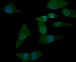 NRCAM Antibody in Immunocytochemistry (ICC/IF)