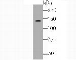 NRCAM Antibody in Western Blot (WB)