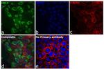 CD13 Antibody in Immunocytochemistry (ICC/IF)