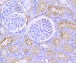 CD13 Antibody in Immunohistochemistry (Paraffin) (IHC (P))