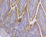 CD13 Antibody in Immunohistochemistry (Paraffin) (IHC (P))