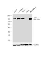 CD13 Antibody