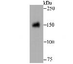 CD13 Antibody in Western Blot (WB)