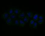 Connexin 45 Antibody in Immunocytochemistry (ICC/IF)