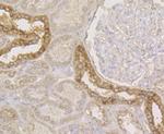 Connexin 45 Antibody in Immunohistochemistry (Paraffin) (IHC (P))