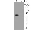 Connexin 45 Antibody in Western Blot (WB)