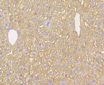 Kir6.2 (KCNJ11) Antibody in Immunohistochemistry (Paraffin) (IHC (P))