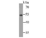 NPY2R Antibody in Western Blot (WB)