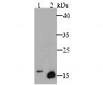 Myoglobin Antibody in Western Blot (WB)