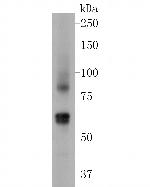 TRPML3 Antibody in Western Blot (WB)