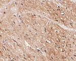 KV1.1 (KCNA1) Antibody in Immunohistochemistry (Paraffin) (IHC (P))