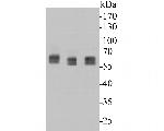 KVbeta1 (KCNAB1) Antibody in Western Blot (WB)
