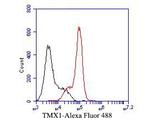 TMX Antibody in Flow Cytometry (Flow)