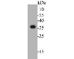 TMX Antibody in Western Blot (WB)