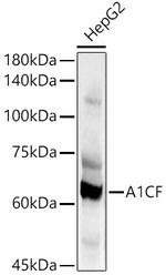A1CF Antibody in Western Blot (WB)
