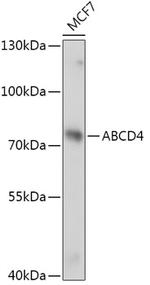 ABCD4 Antibody in Western Blot (WB)