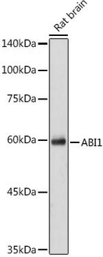 ABI1 Antibody in Western Blot (WB)