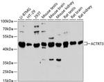 ACTRT3 Antibody in Western Blot (WB)