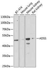 ADSS Antibody in Western Blot (WB)