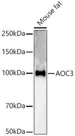 AOC3 Antibody in Western Blot (WB)