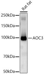 AOC3 Antibody in Western Blot (WB)