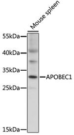 APOBEC1 Antibody in Western Blot (WB)