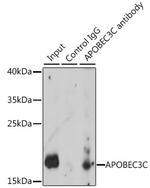 APOBEC3C Antibody in Immunoprecipitation (IP)