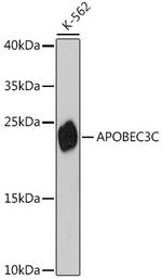 APOBEC3C Antibody in Western Blot (WB)