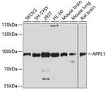 APPL1 Antibody in Western Blot (WB)