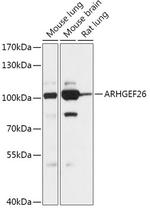 SGEF Antibody in Western Blot (WB)