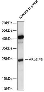 JWA Antibody in Western Blot (WB)